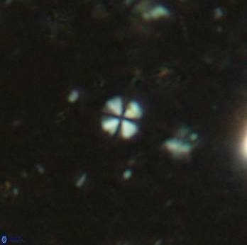 Biscutum cf tredenale 4733