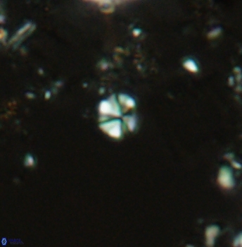 Biscutum hannibalis 2517