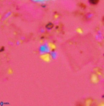 Biscutum hannibalis 2518