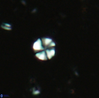 Biscutum hannibalis 2289