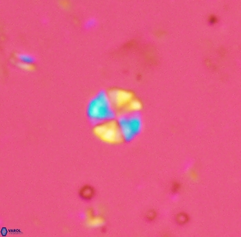 Biscutum hannibalis 2290