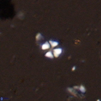 Biscutum hannibalis 42324