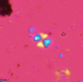 Biscutum hannibalis 42325