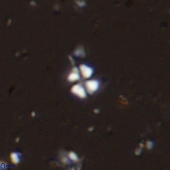 Biscutum hannibalis 42327