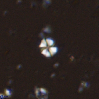 Biscutum hannibalis 42328