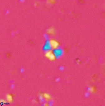 Biscutum hannibalis 42329