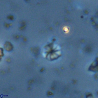 Biscutum hannibalis 42334