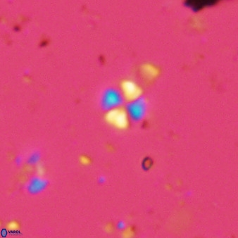 Biscutum hannibalis 42330