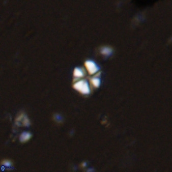 Biscutum hannibalis 42331