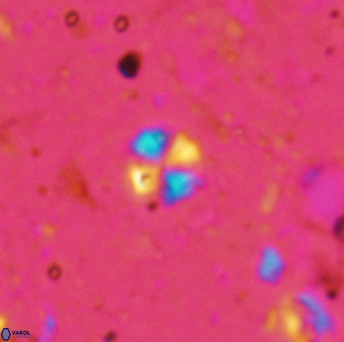 Biscutum hannibalis 5602