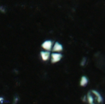 Biscutum hannibalis 5603