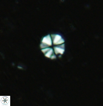 Biscutum sp. A 5939