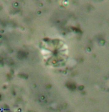 Biscutum hintonensis 5941