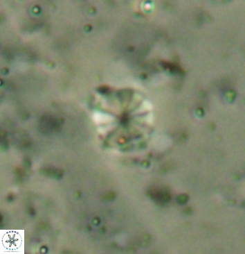 Biscutum hintonensis 5941