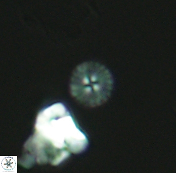 Biscutum ignotus 2684