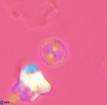 Biscutum ignotus 2685