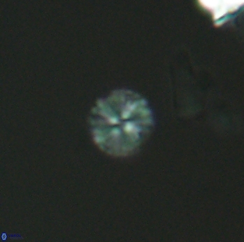 Biscutum ignotus 2704