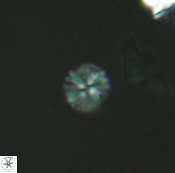 Biscutum ignotus 2704