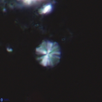 Biscutum ignotus 794