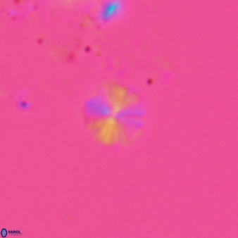 Biscutum ignotus 795