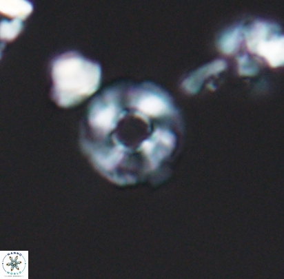 Biscutum monocavus 12697