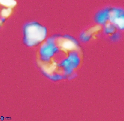 Biscutum monocavus 12698