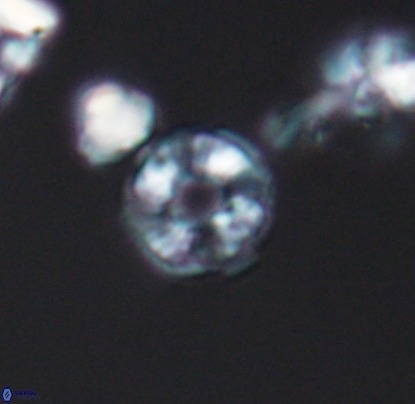 Biscutum monocavus 12700