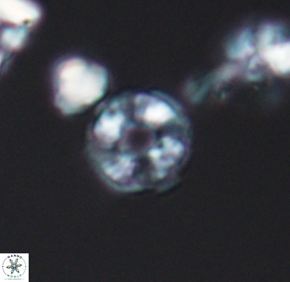 Biscutum monocavus 12700