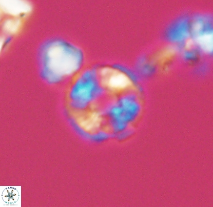 Biscutum monocavus 12701
