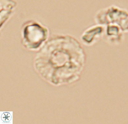 Biscutum monocavus 12702