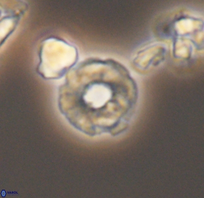 Biscutum monocavus 12703