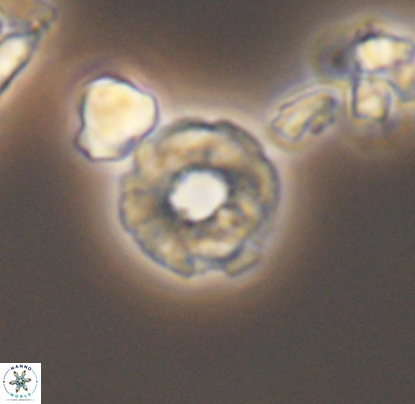 Biscutum monocavus 12703