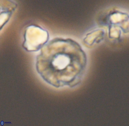 Biscutum monocavus 12704