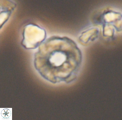 Biscutum monocavus 12704