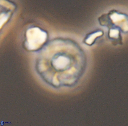 Biscutum monocavus 12705