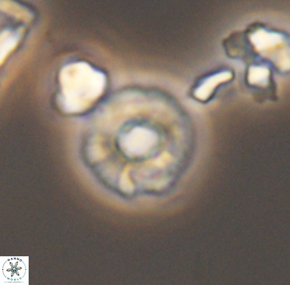 Biscutum monocavus 12705
