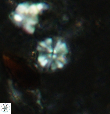 Biscutum testudinarium 5962