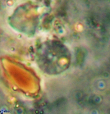 Biscutum testudinarium 5965