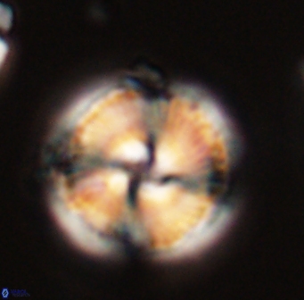 Bomolithus cantabriae 58487