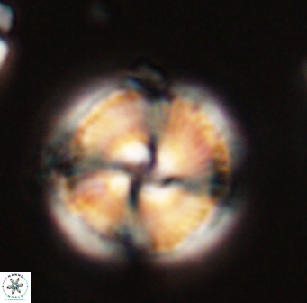 Bomolithus cantabriae 58487