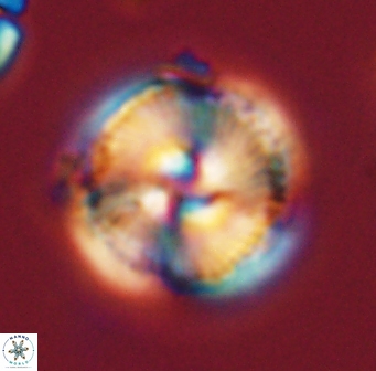 Bomolithus cantabriae 58488