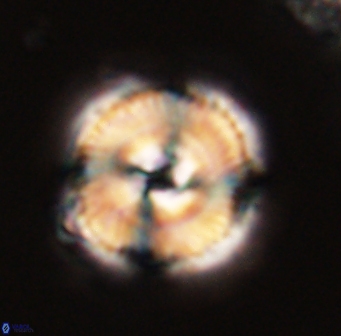Bomolithus cantabriae 58491