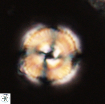 Bomolithus cantabriae 58491