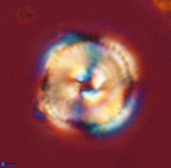 Bomolithus cantabriae 58492