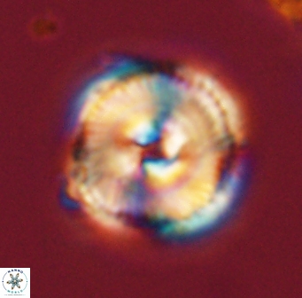 Bomolithus cantabriae 58492