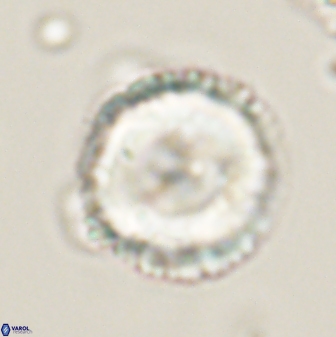 Bomolithus cantabriae 58493