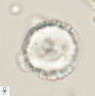 Bomolithus cantabriae 58493