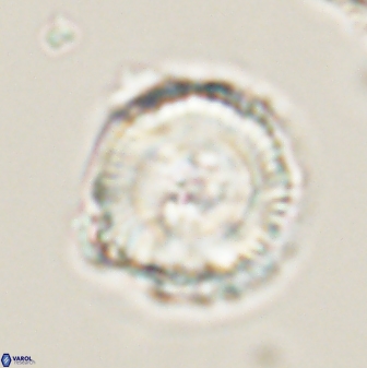 Bomolithus cantabriae 58494