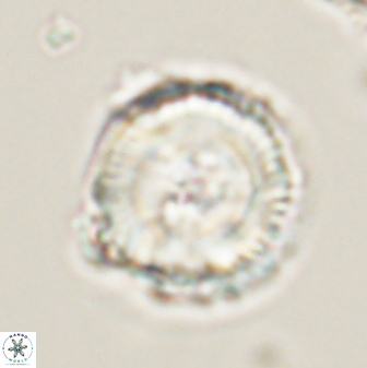 Bomolithus cantabriae 58494