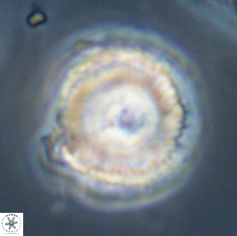 Bomolithus cantabriae 58495